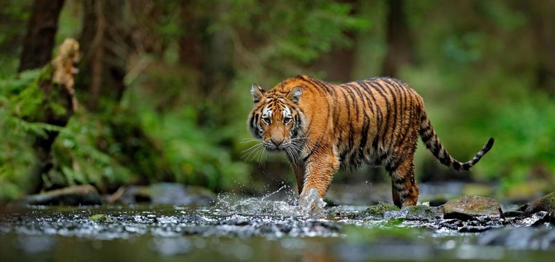 Hunting Grounds for Prey Capture