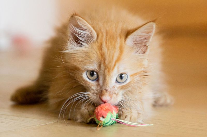Hunting Instinct Practice