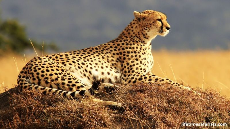 Hunting Style