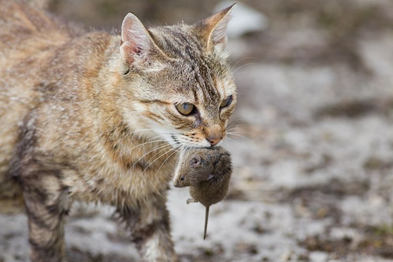 Hunting Wild Prey: The Predator Within