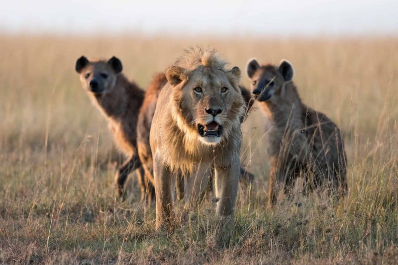 Hyenas: The Noisy Nerds Who Win