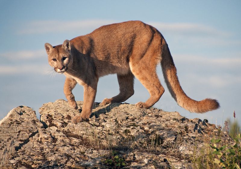 Hypnotic Tail Movement Mesmerizes Prey