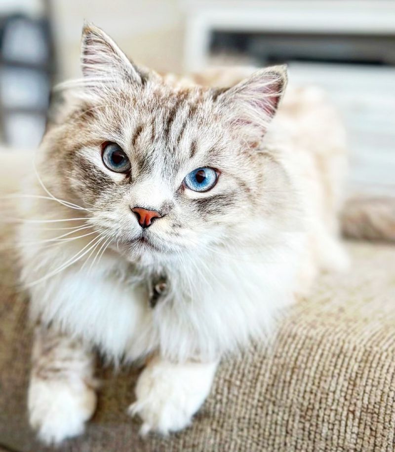 Hypoallergenic Qualities