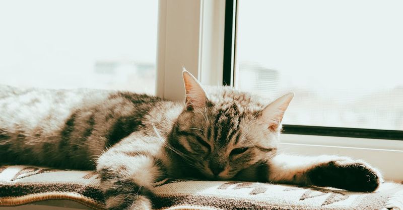I tolerate you... sometimes. But where's my favorite spot to nap?