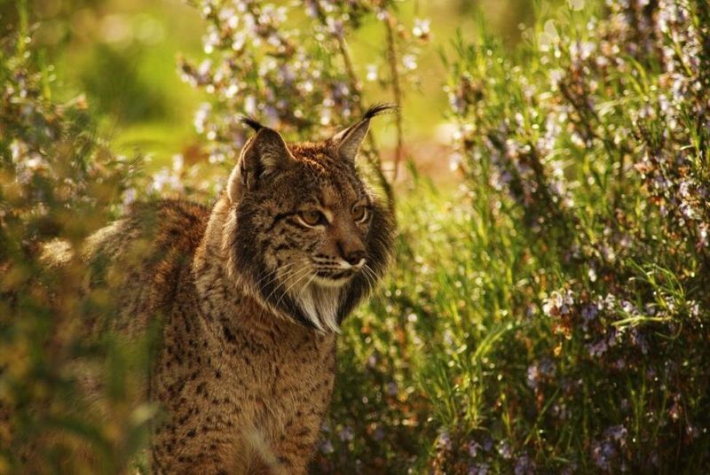 Iberian Lynx (Lynx pardinus)