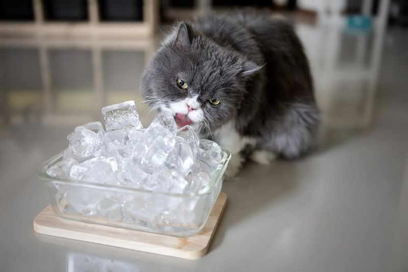 Ice Cubes or Ice Treats