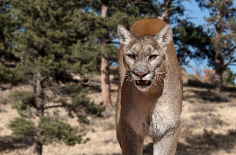 Idaho's Backcountry Big Cats