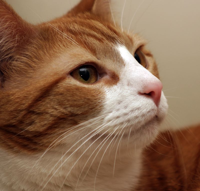 Identical Whisker Functions