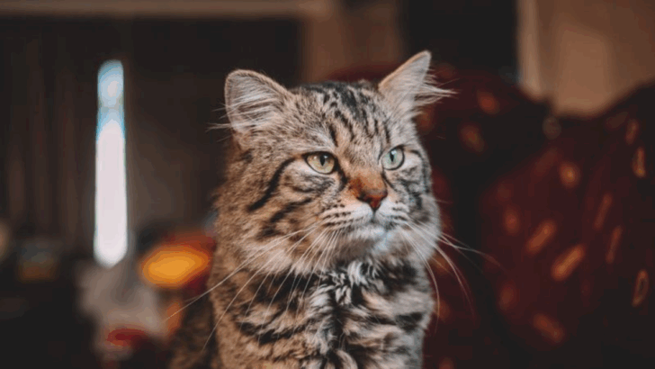 If Your Cat Could Rate You, What Would She Say? The Results May Surprise You