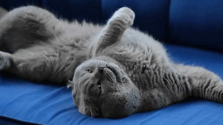 If Your Cat Does These 8 Things, You’re Their Chosen Family for Life