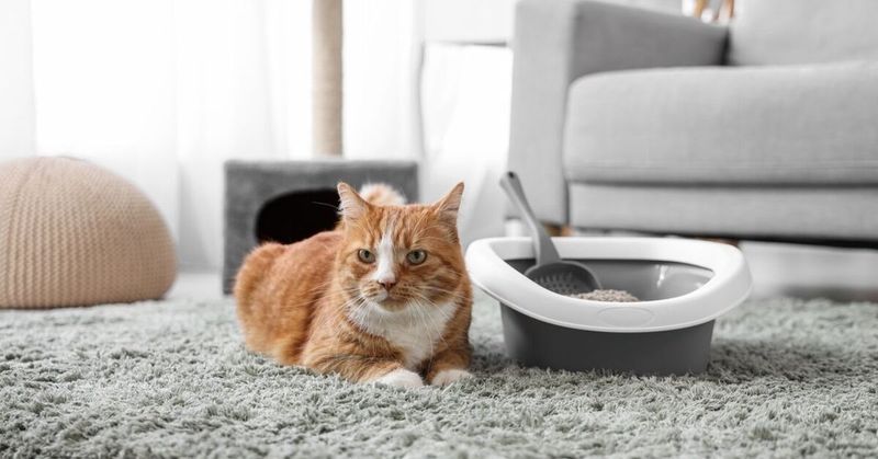 Ignoring Litter Box Cleanliness