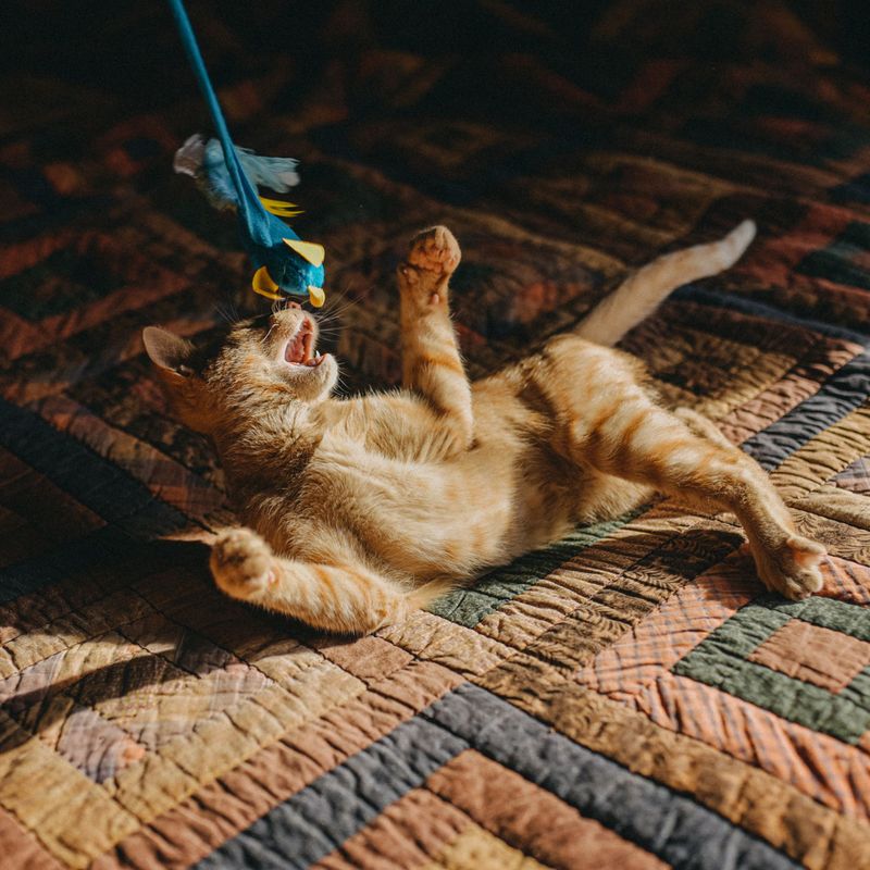 Ignoring Your Cat’s Preferred Play Style