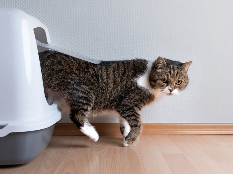 Ignoring the Litter Box (on Purpose)