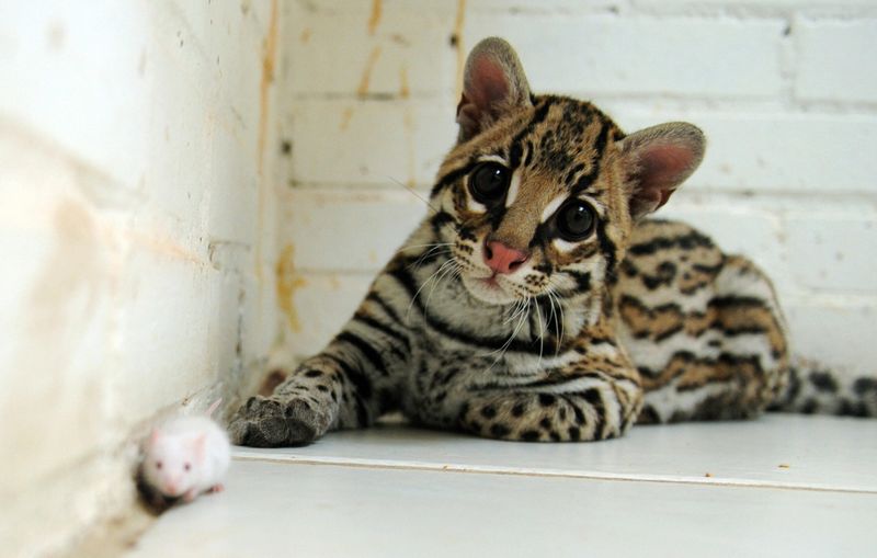 Illegal Wildlife Trade & Poaching
