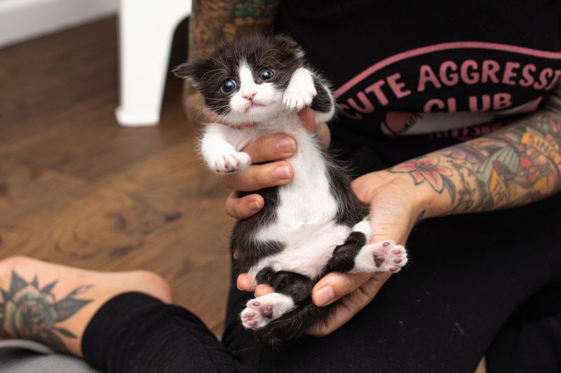 Illness or Deformity in the Kitten