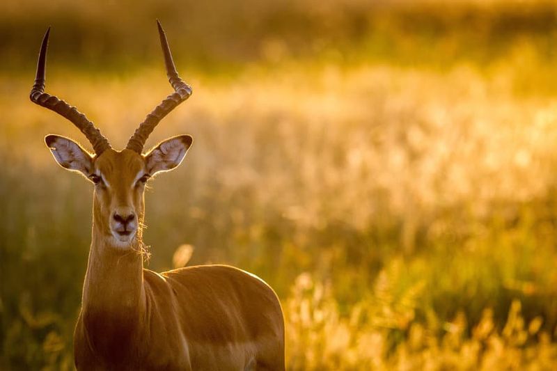 Impalas – Zigzag Evasion