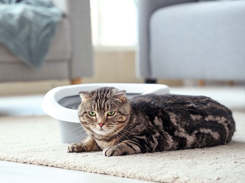 Inappropriate Elimination Outside the Litter Box