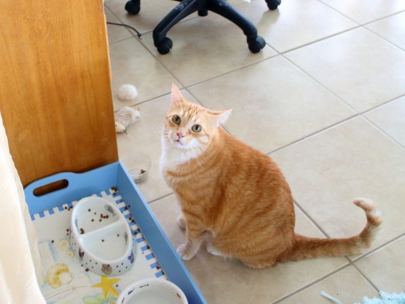 Inconsistent Feeding Schedule