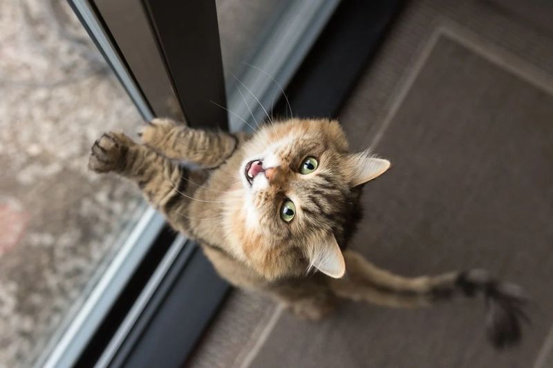 Inconsistent Human Behavior Creates Anxious Cats