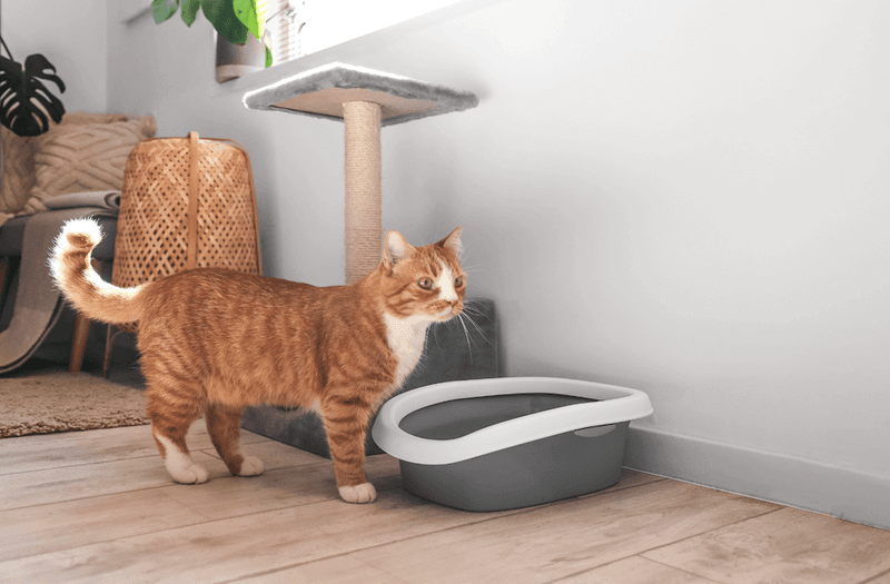 Inconsistent Litter Box Maintenance
