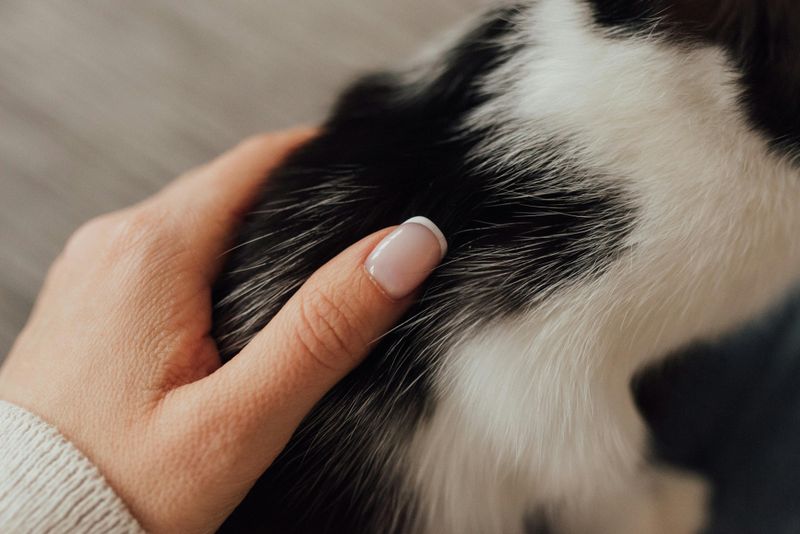 Increased Spending on Pet Wellness