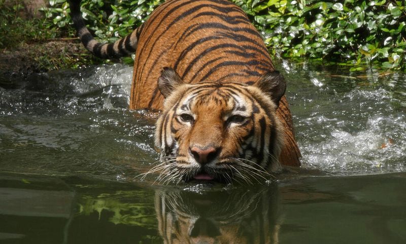 Indochinese Tiger (Panthera tigris corbetti)
