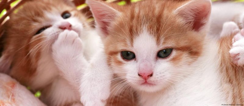 Indoor-Only Lifestyle Intensifies Human Bonds