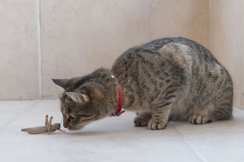 Insects (e.g., Flies, Moths, Spiders)