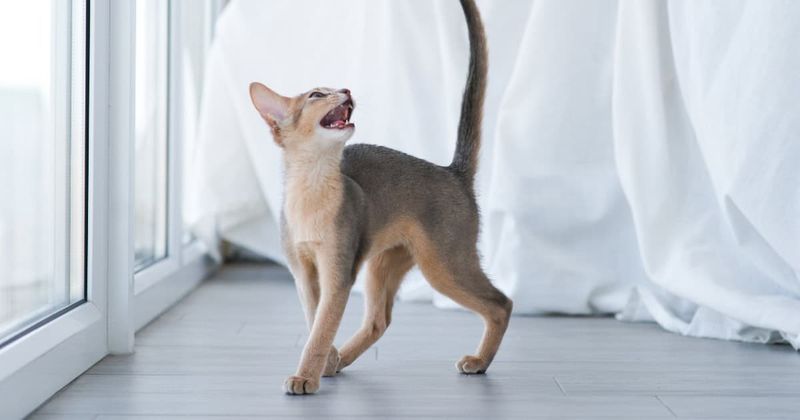 Insistent Meowing