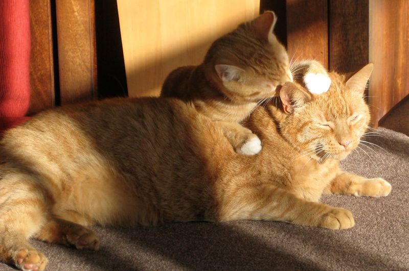 Instinctual Reflex From Kittenhood