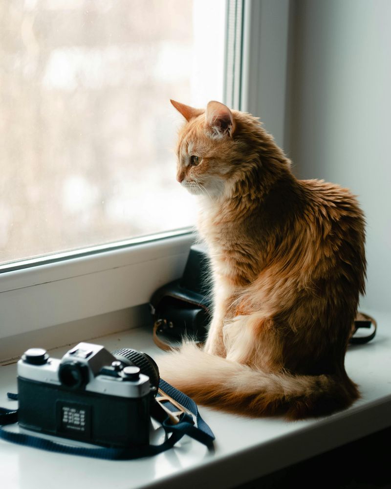 Intense Window Watching