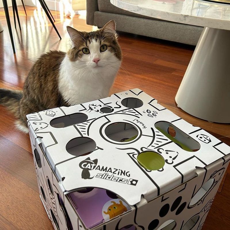 Interactive Toys