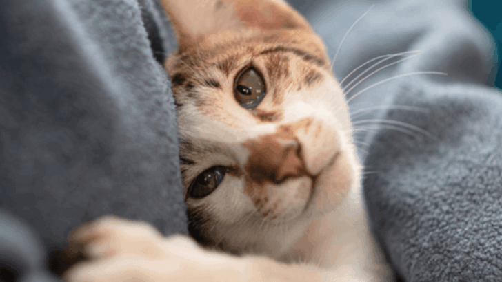 Is Your Cat Acting Up? These 10 Naughty Behaviors Are Actually Good News