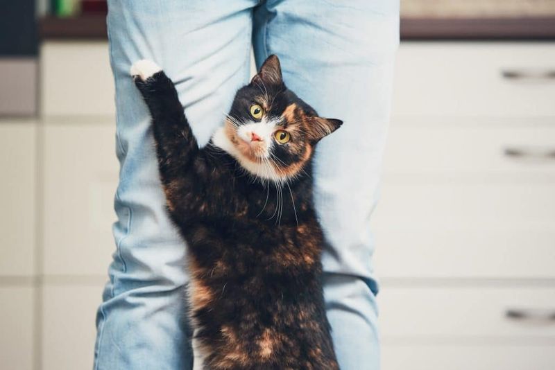 Is it normal for my cat to hump things?