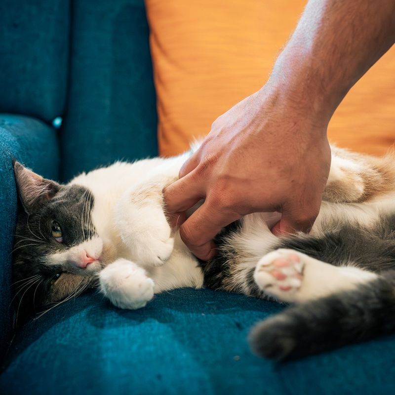 Issue: Forced Cuddles When Cats Show Discomfort