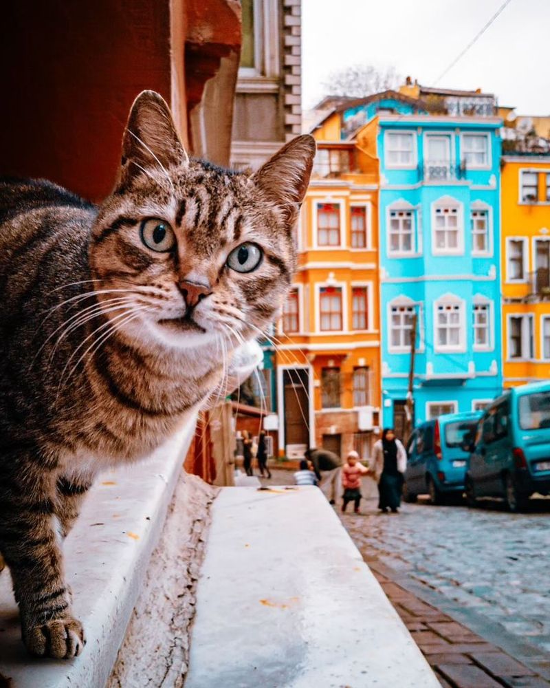 Istanbul's Cat Kingdom
