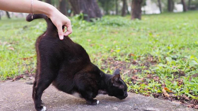 It Feels Pleasurable or Ticklish