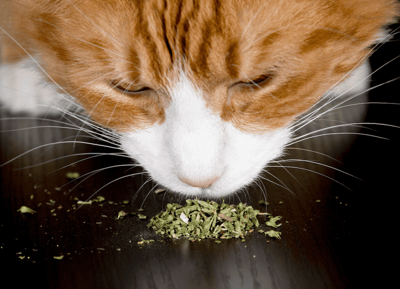 It Works Differently When Ingested