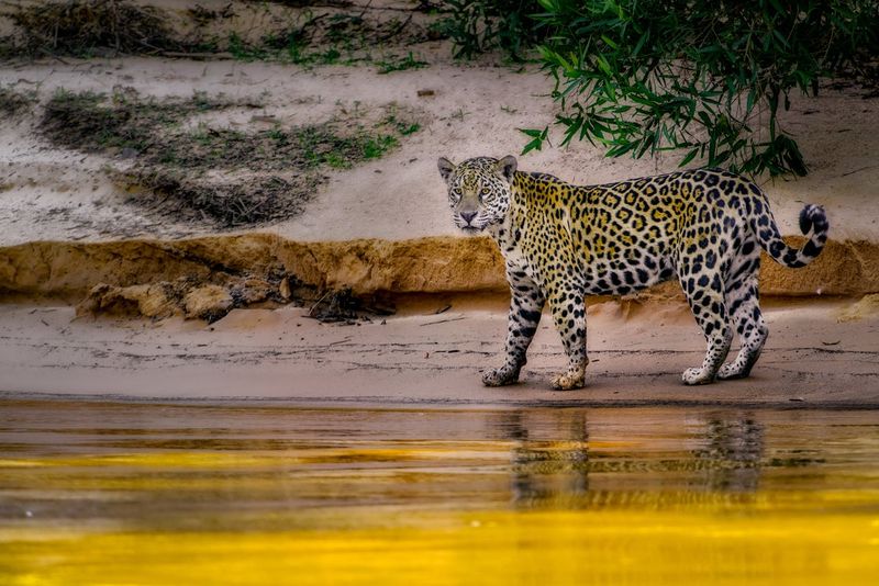 Jaguar – The Solitary Might Code