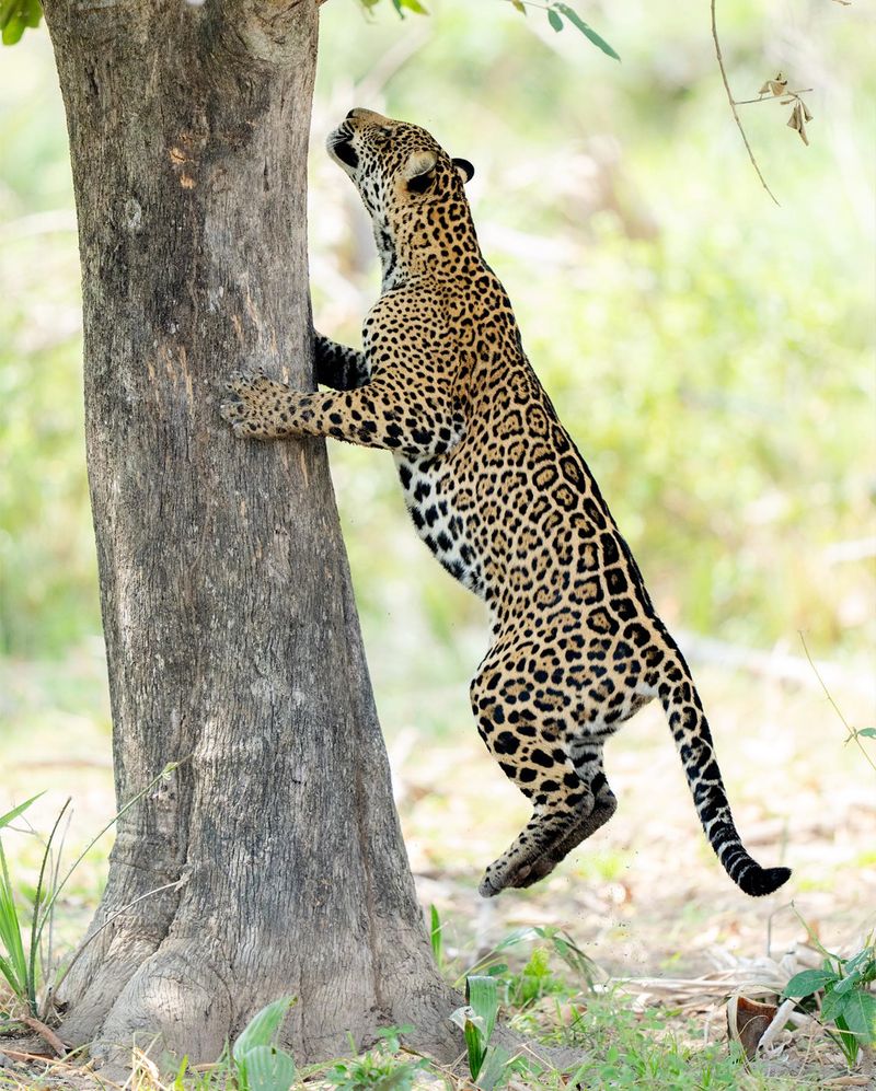 Jaguar