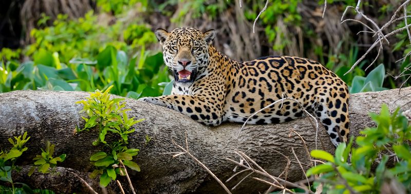 Jaguar