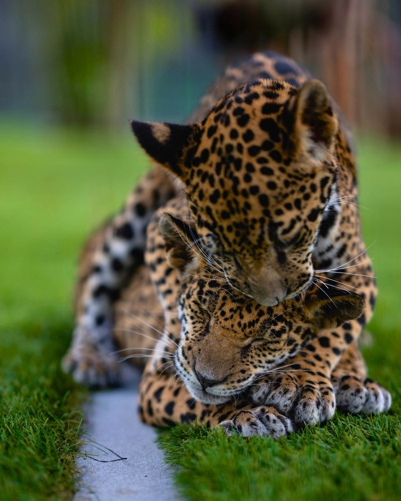 Jaguar's Aquatic Academy: Teaching Cubs to Master Water and Land