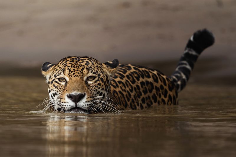 Jaguar's Hidden Talent: Underwater Hunters