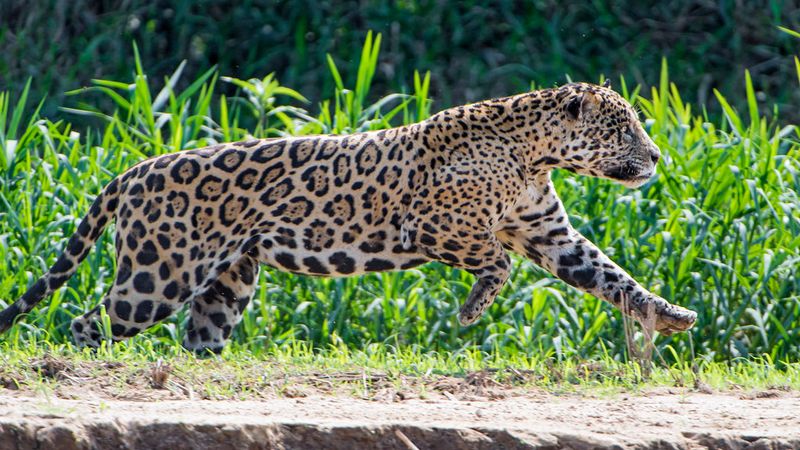 Jaguar