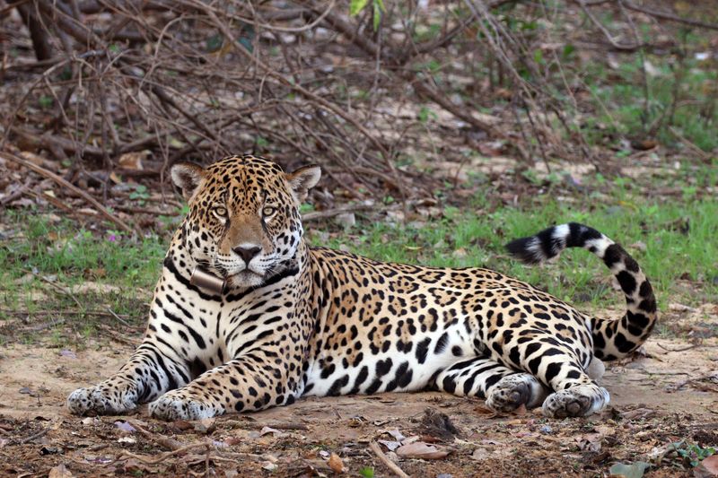 Jaguar (Panthera onca)