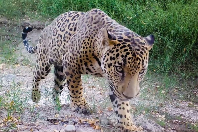 Jaguar (Panthera onca) - Desert (historical range)