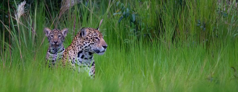 Jaguar (Panthera onca)