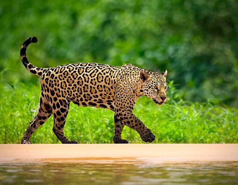 Jaguar: The Crushing King of the Rainforest