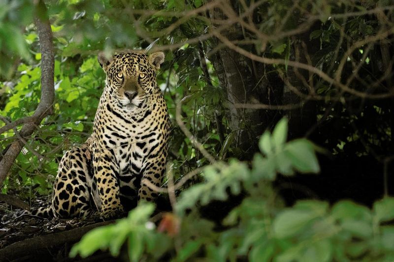 Jaguar