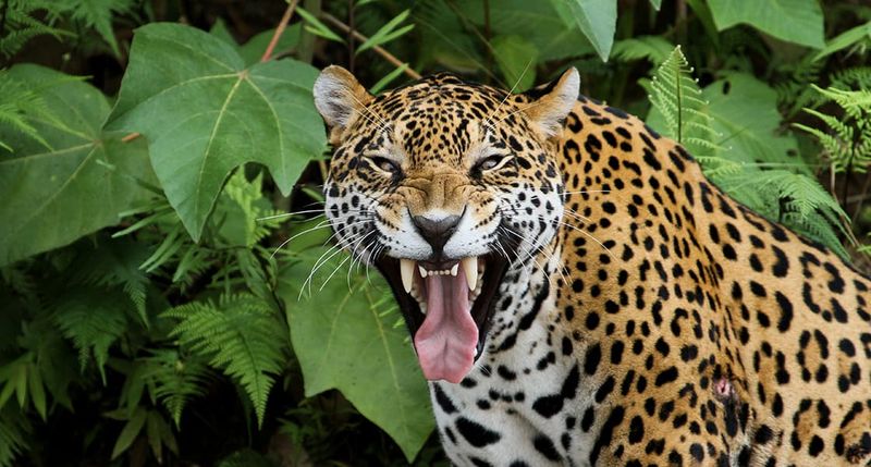 Jaguar’s Bone-Crushing Bite